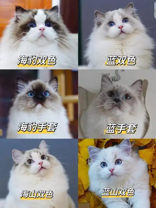 带你一张图搞懂布偶猫颜色