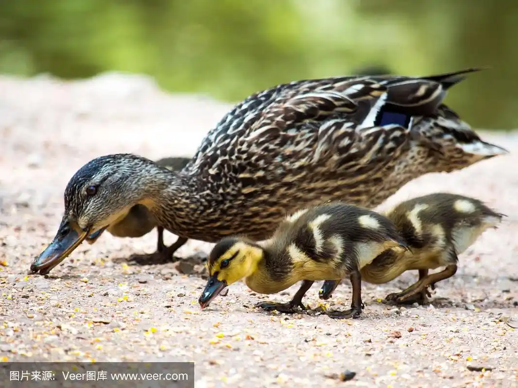 鸭妈妈和小鸭子在吃
