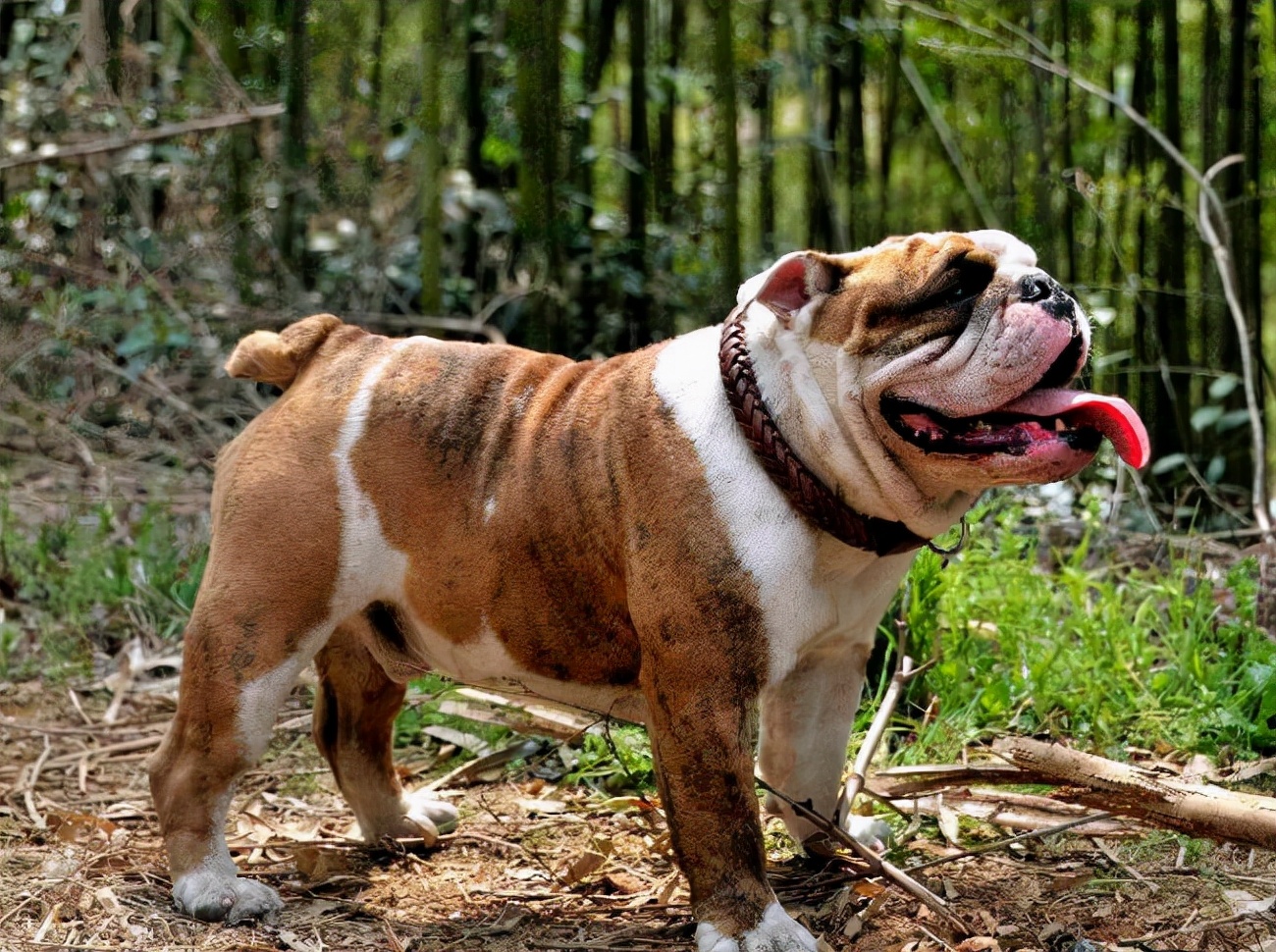 英国斗牛犬怎么越养越瘦?