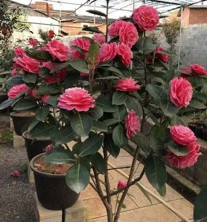 恨天高——茶花