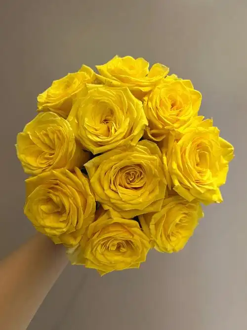 鲜切花太阳神迪瑞特