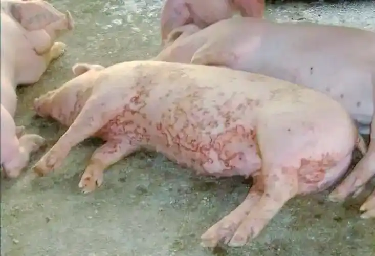 猪玫瑰糠疹防治指南:症状,原因及治疗方法