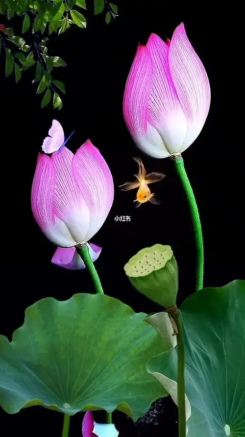 岁月静好,流年安然…#高清壁纸  #唯美意境  #荷花