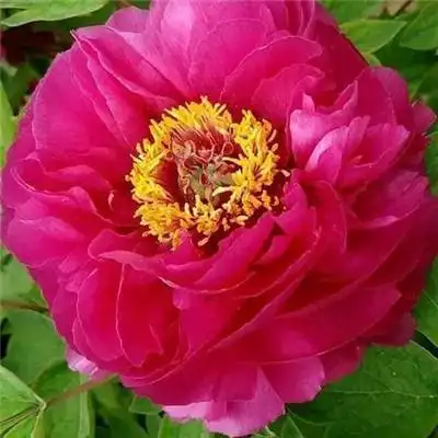 适合做头像的牡丹花朵图片 高清花开富贵牡丹_微信头像_头像屋