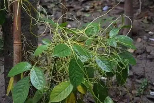 盘点5种世界上最奇特的树吸血树专吸人血