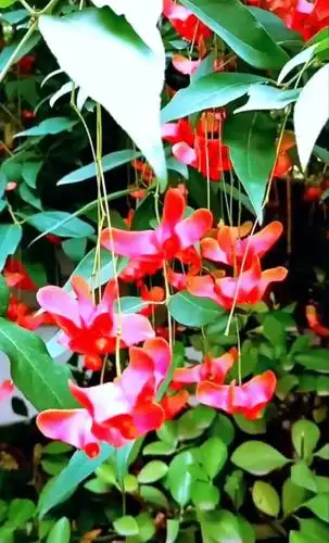 风和润泽庭院风水树金丝吊蝴蝶