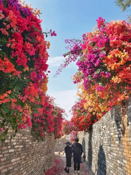 广州花都 | 马岭观花植物园96三角梅盛放