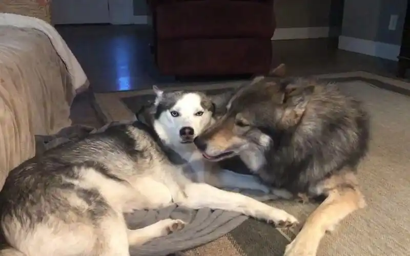 狗生巅峰!哈士奇和狼混在一起