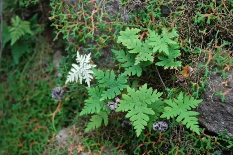 冷背药材金牛草