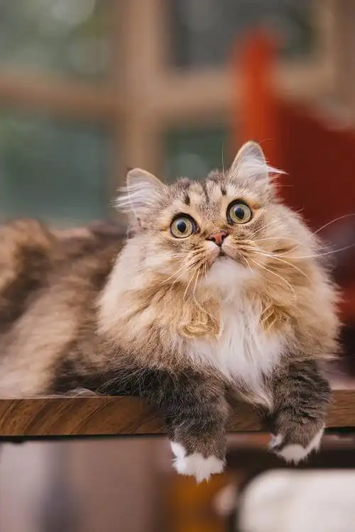 微博影像年##喵趣横生##褴褛猫