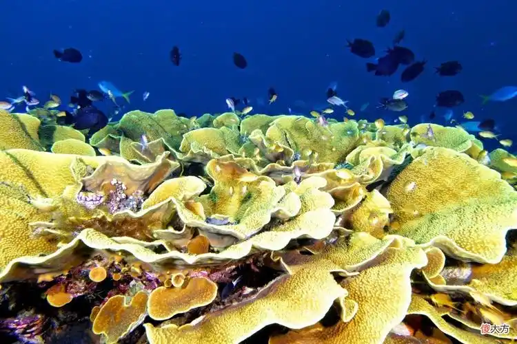 海洋生物的那些破事儿 珊瑚是不是生物