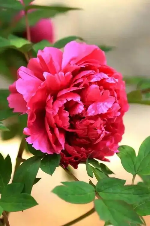 分享图片,一组美到极致的牡丹花