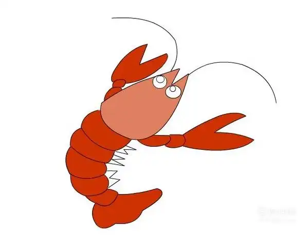 简笔画:如何使用flash绘制皮皮虾