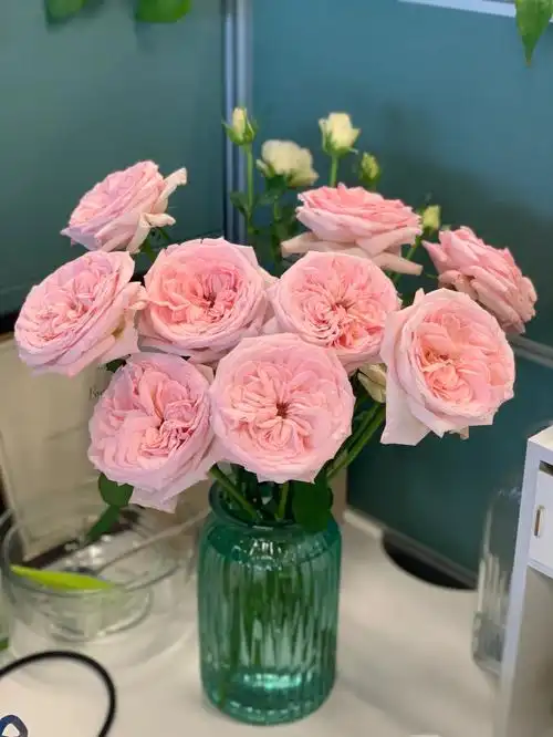 粉荔枝和白荔枝,多少人一直复购的玫瑰品种奥斯汀花型的玫瑰,重点是有