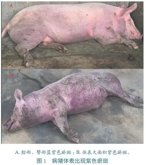 中国动物检疫:云南省文山壮族苗族自治州首例非洲猪瘟的初步诊断