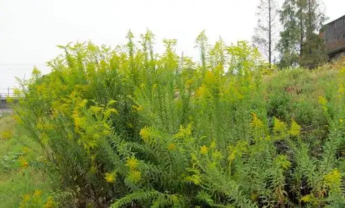 人称"麒麟草"开黄花很漂亮,一年产种子2万粒,农民为啥铲除?_植物