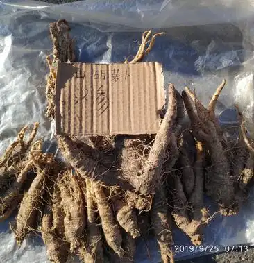 野沙参自采自挖纯野生