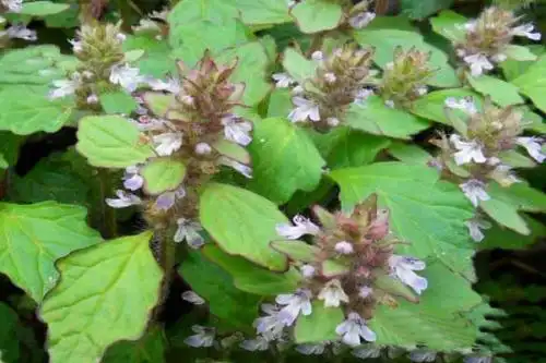 咽喉草图片功效与作用(筋骨草) - 行就行