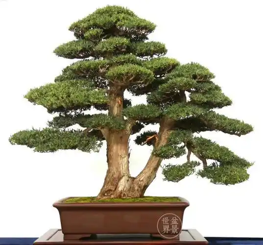 《探海》(罗汉松,飘长40cm)第三十一届广州园林博览会岭南盆景精品展