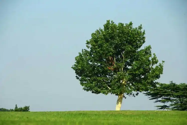 体育公园 一棵树