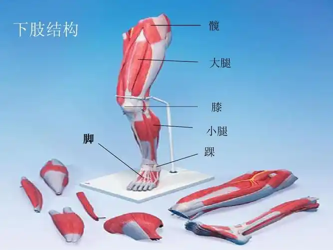 下肢结构 髋 大腿 膝 脚 小腿 踝