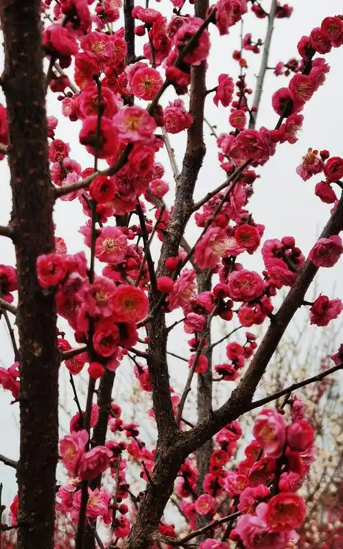 红梅花儿开朵朵放光彩