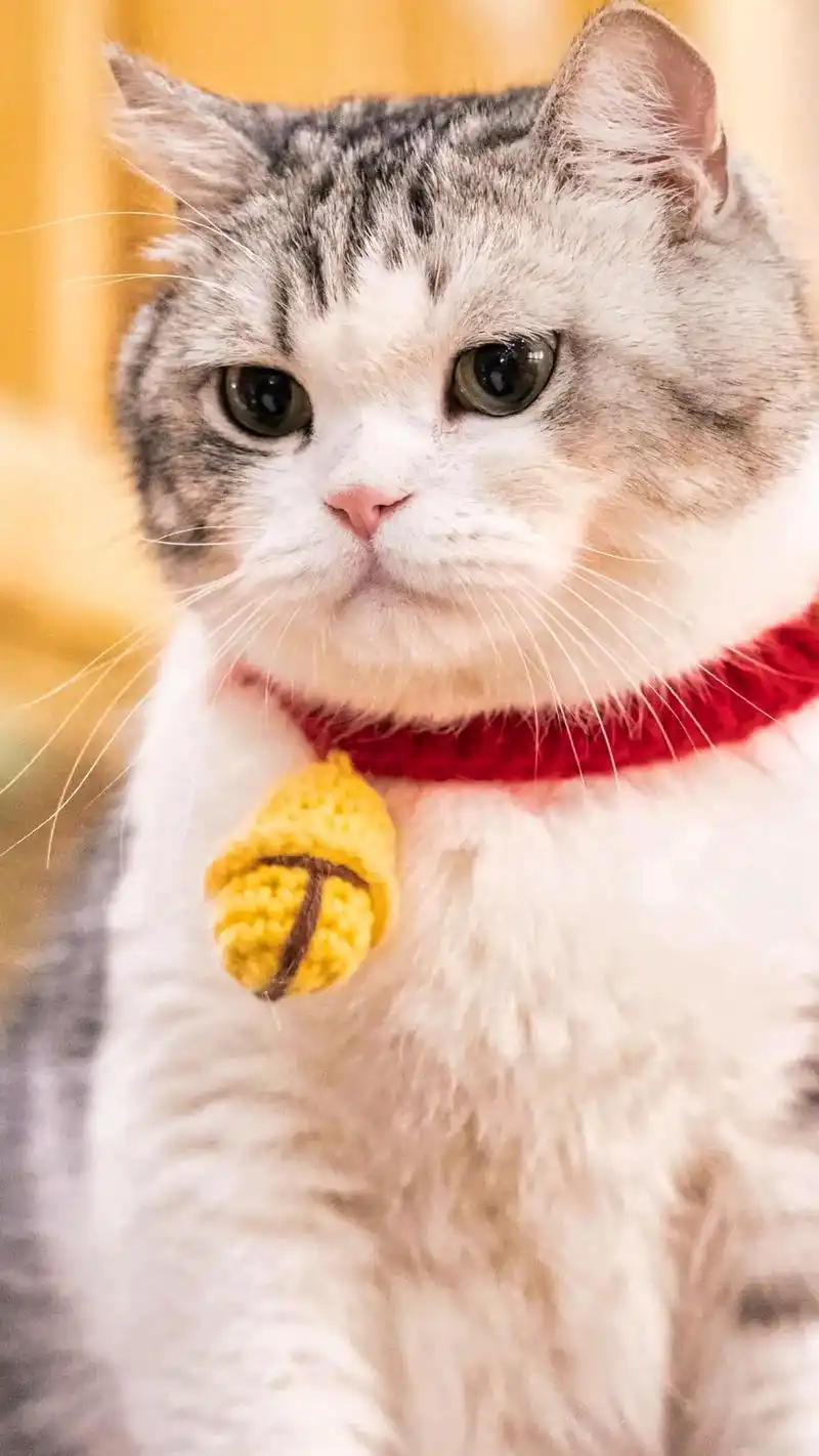 可爱 #猫 #壁纸 心简单,世界就简单,幸福才会常伴.心 - 抖音