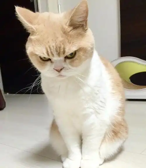 猫咪生气的样子像孩子一样,有的一脸情绪,有的瞬间想抓你脸