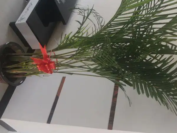 求棕竹种植高手 我在网上买的棕竹是病了,叶尖干枯,叶面有许多裂纹,茎