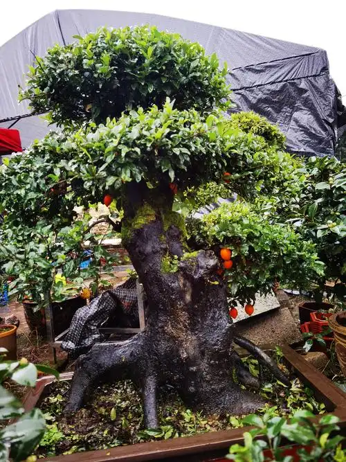 金弹子一百张图片……(请看完)