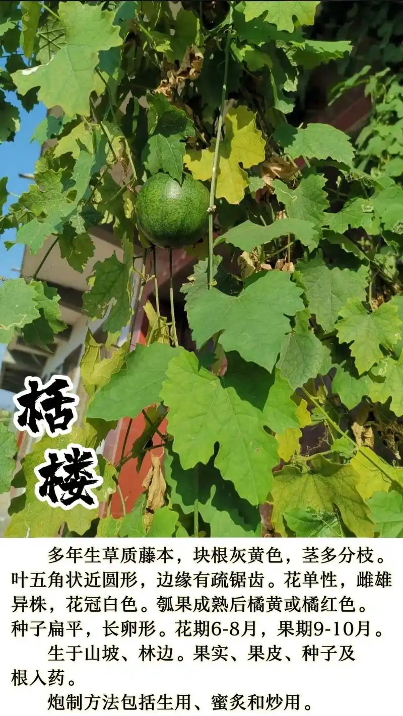 栝楼(瓜蒌)瓜蒌作为中药使用,历史悠久,而且它的多个部位均可 - 抖音