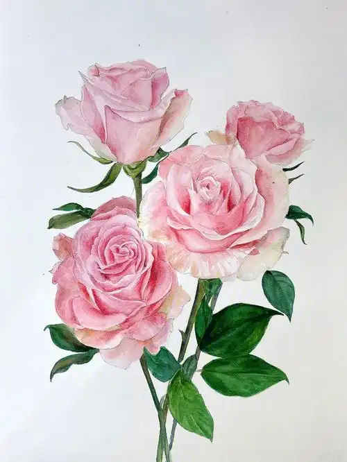 水彩花卉30月季