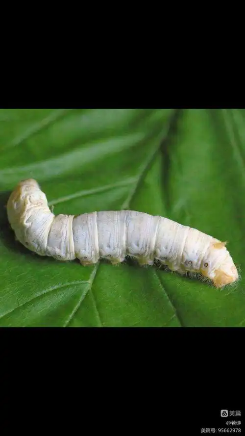 在过几天后蚕蚁会变成蚕虫注意蚕怕冷要把它放在温暖的室内以免死掉
