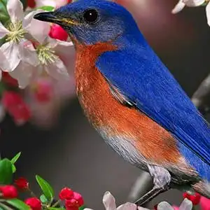 小鸟小鸟钢琴谱李谷一降d调钢琴弹唱五线谱