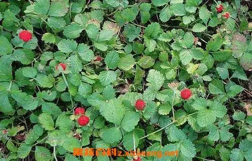 蛇泡草的功效与作用蛇泡草的药用价值