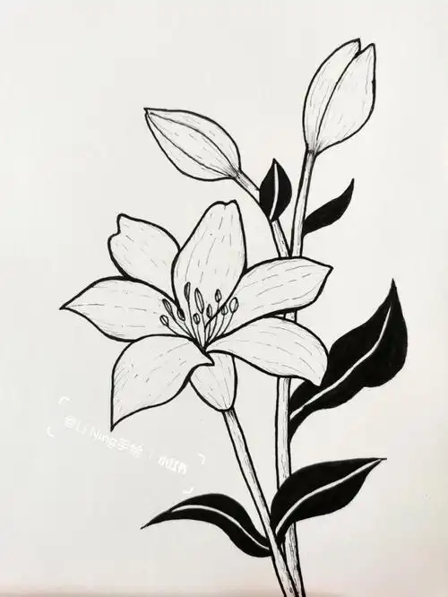 针管笔手绘花卉/绘画过程