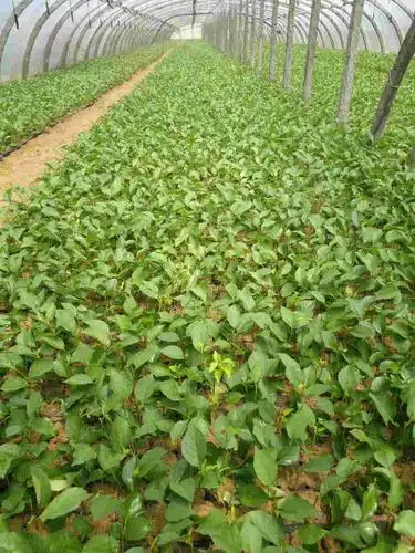 樱桃苗多少钱一株 信息面向地区:云南昭通