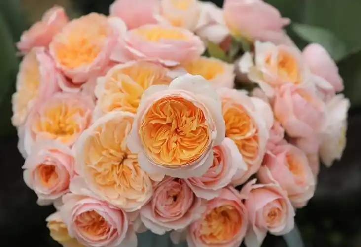 月季图片——朱丽叶