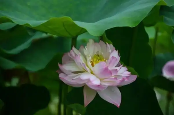 各色名贵品种荷花竞相盛开,与古朴的石头,木桥融为一景,展现了湿地独