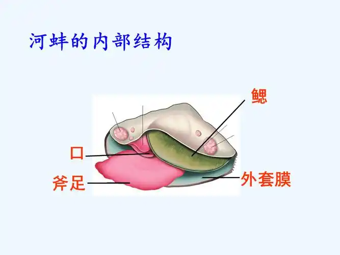 河蚌的内部结构ppt
