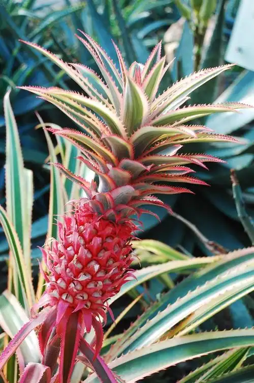 艳凤梨 ananas comosus variegatus ,凤梨科凤梨属.