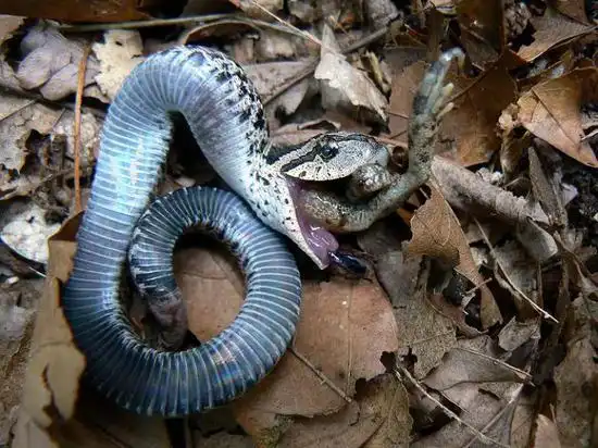 装死的东部猪鼻蛇(为了逼真呕出了刚吞下的蟾蜍),作者:benny mazur