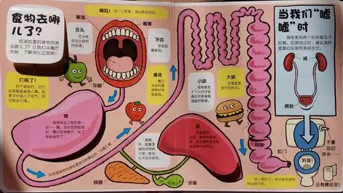我们吃到肚子里的食物都去哪儿了呢?
