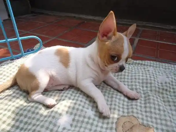 其小巧可爱的外观使其成为许多家庭的宠物选择