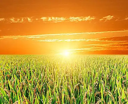 秋天,成熟,水稻,农作物,粮食