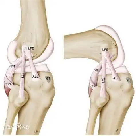 小腿十字韧带名词解释是什么?