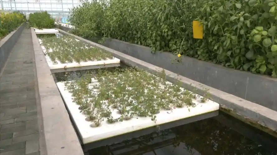 山东曲阜鱼菜共生助力新型农业一水双收