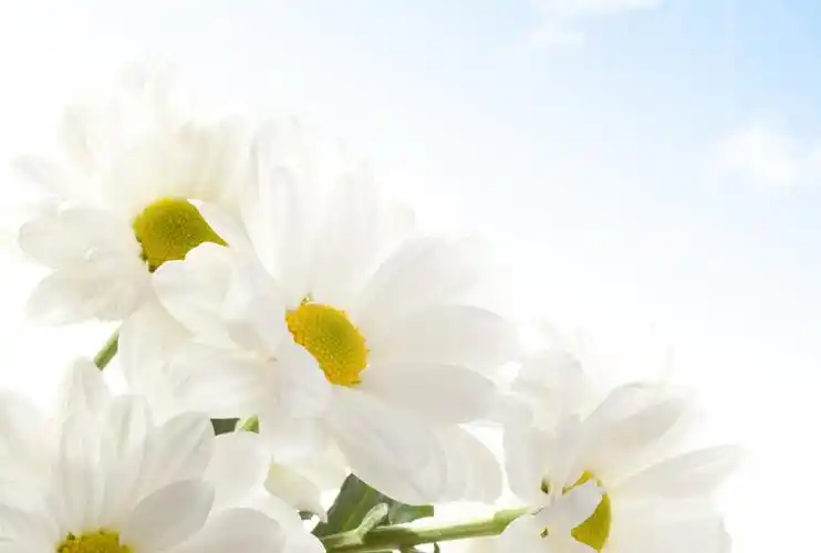 鲜花 雏菊 云 5k背景图片图片,4k高清其它图片,娟娟壁纸