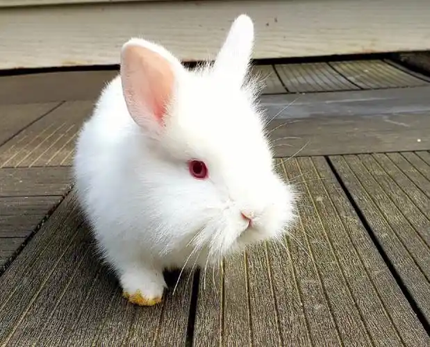 6周大狮子兔找新家