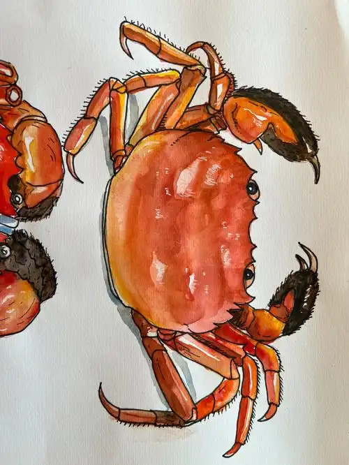水彩画螃蟹啦谁还没学过螃蟹解剖学呀